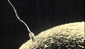 Os contraceptivos são recursos muito antigos na história da medicina