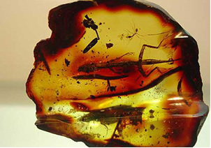 O &acirc;mbar &eacute; uma resina vegetal fossilizada que ao ser atritada com pelos de animais e tecidos leves fica eletrizada. 