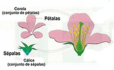 Cálice e corola Na figura podemos ver o que são o cálice e a corola em uma flor