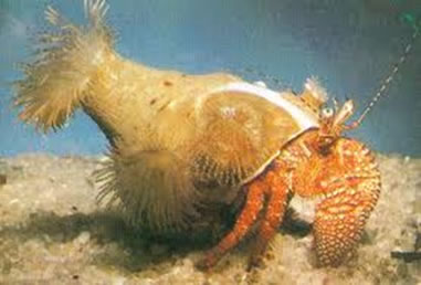 O caranguejo paguro tem uma associa&ccedil;&atilde;o mutual&iacute;stica com a an&ecirc;mona do mar