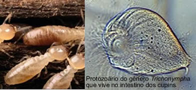 Os protozo&aacute;rios que vivem em mutualismo com os cupins s&atilde;o do g&ecirc;nero Trichonympha