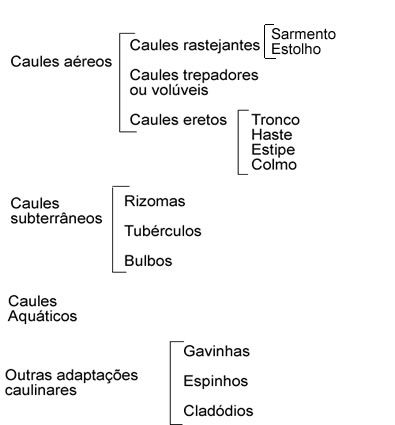 A figura acima mostra um esquema de classifica&ccedil;&atilde;o dos caules