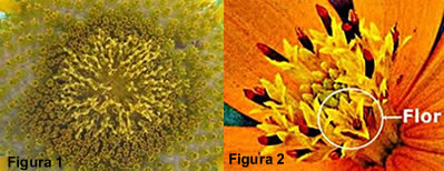 Inflorescências Figura 1: inflorescência do girassol; Figura 2: inflorescência da margarida