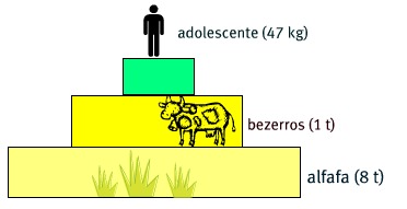 Pirâmide direta de biomassa Pirâmide de biomassa