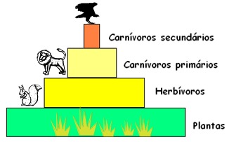 Pirâmide de energia Pirâmide de energia