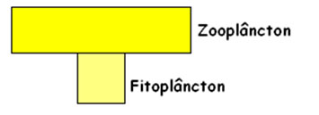 Pirâmide de biomassa invertida Pirâmide de biomassa invertida
