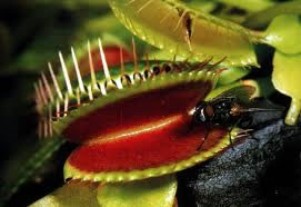 As folhas das plantas carn&iacute;voras s&atilde;o especializadas em digerir pequenos animais
