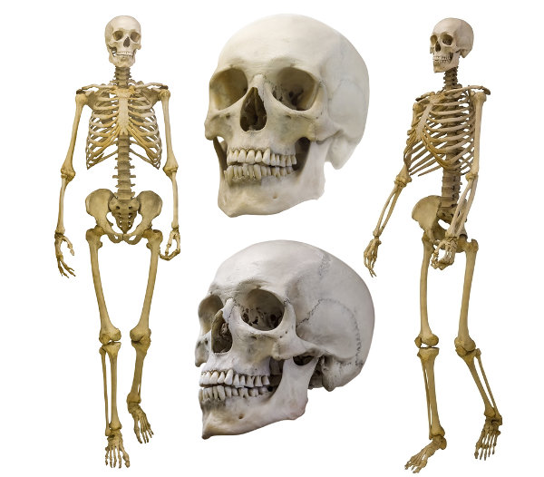 Esqueleto humano