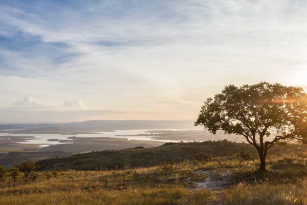 Rico em biodiversidade, o bioma Cerrado é a segunda maior formação vegetal do Brasil.